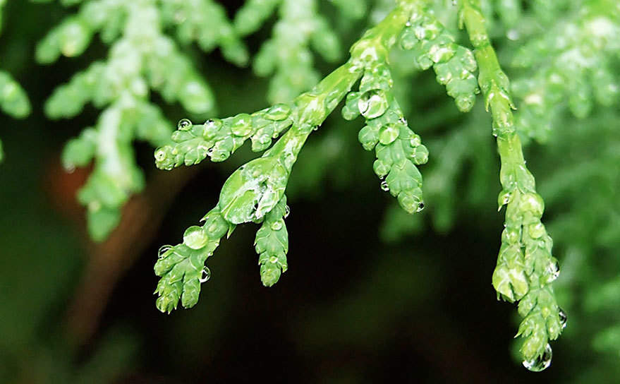White Cedars